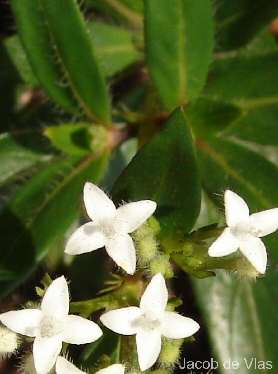 Knoxia spicata (Thwaites ex Trimen) Ridsdale